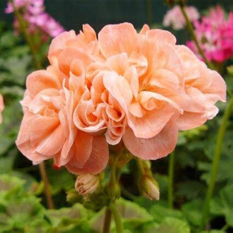 Geranie hell Orange Blumensamen zur Aussaat – Schnitt Blume beliebt – Traditionssorte & ohne Gentechnik Samen Hausgarten