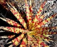 Hechtia Sp Tehuacan Blumensamen zur Aussaat – Bestäuber freundlich – Traditionssorte & ohne Gentechnik Samen Hausgarten