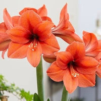 Orange Ritterstern Blumensamen zur Aussaat Landhaus Garten wichtig Traditionssorte & ohne Gentechnik Samen Hausgarten