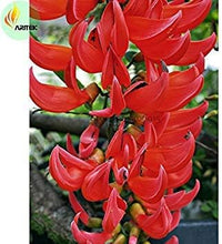 Rot strongylodon blume samen for anpflanzung - perfect for borders, heirloom & gmo free samen for home garten
 
 sale samen for home garten