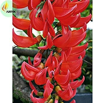 Rot strongylodon blume samen for anpflanzung - perfect for borders, heirloom & gmo free samen for home garten
 
 sale samen for home garten