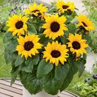 Mini zwergwüchsig Sonnenblume Samen – leuchtend Blüten at Just 40cm hoch