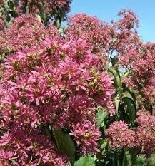 Heptacodium miconioides seven sons blume shrub samen for fragrant garten shrubs