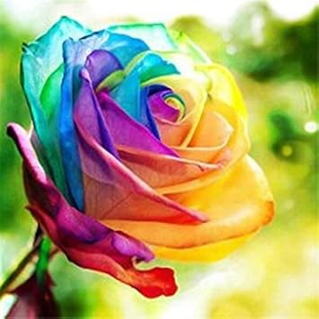 Rainbow rose blume samen for anpflanzung - garten favorite, heirloom & gmo free samen for home garten
 
 sale samen for home garten