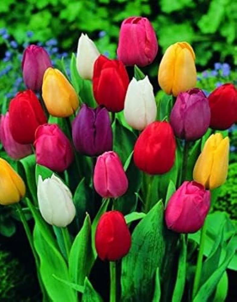 Mixed tulip blume pflanze samen