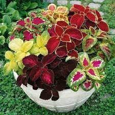 Heirloom coleus blume samen for anpflanzung shade tolerant heirloom & gmo free samen for home garten 
 
 sale for anpflanzung in home garten