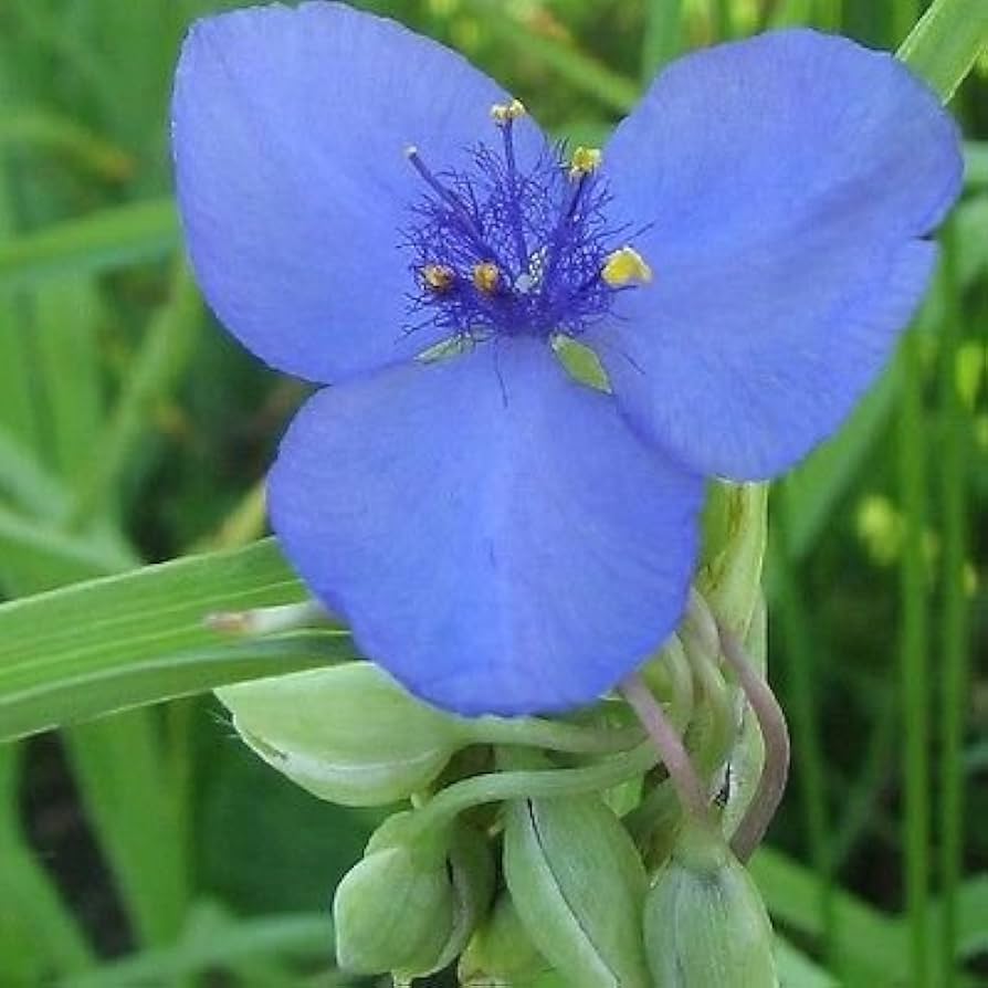 Weiß Claytonia Sibirica Blumensamen zur Aussaat – kompakt Wuchs – Traditionssorte & ohne Gentechnik Samen Hausgarten