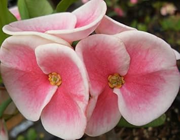Rosa euphorbia blume samen for anpflanzung - compact growth, heirloom & gmo free samen for home garten
 
 sale samen for anpflanzung in home garten