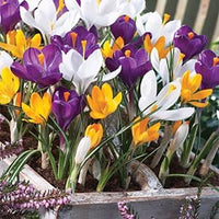 Violet anemone pulsatilla blume samen for anpflanzung fragrant blossoms heirloom & gmo free samen for home garten
 
 sale for anpflanzung in home garten