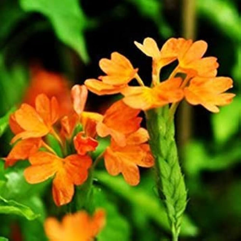 Firecracker blume samen for anpflanzung - vibrant colors, heirloom & gmo free samen for home garten
 
 sale for anpflanzung in home garten.