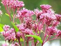 Joe pye blume samen for anpflanzung shade tolerant heirloom & gmo free samen for home garten 
 
 sale for anpflanzung in home garten