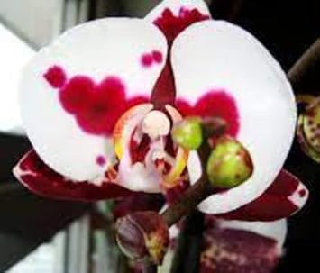 Weiß rot phalaenopsis orchid blume samen for anpflanzung - fragrant blossoms, heirloom & gmo free samen for home garten
 
 sale samen for home garten