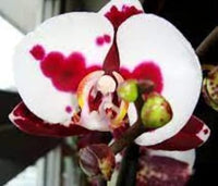 Weiß rot phalaenopsis orchid blume samen for anpflanzung - fragrant blossoms, heirloom & gmo free samen for home garten
 
 sale samen for home garten