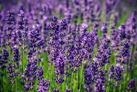 Lavender labiatae blume samen for anpflanzung hardy variety heirloom & gmo free samen for home garten 
 
 sale for anpflanzung in home garten