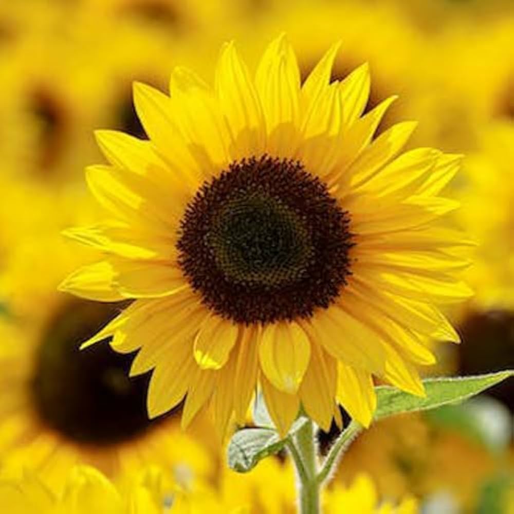 Asteraceae Blumensamen zur Aussaat – leuchtend Blüten – Traditionssorte & ohne Gentechnik Samen Hausgarten