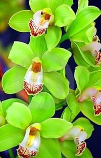 hell Grün Orchidee Blumensamen zur Aussaat – Anzucht Traditionssorte & ohne Gentechnik Samen Hausgarten