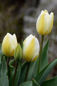 Gelb Weiß Tulpe Blumensamen zur Aussaat – Halbschatten verträglich – Traditionssorte & ohne Gentechnik Samen Hausgarten