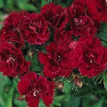 Maroon dianthus blume samen for anpflanzung - seasonal bloomer, heirloom & gmo free samen for home garten
 
 sale for anpflanzung in home garten