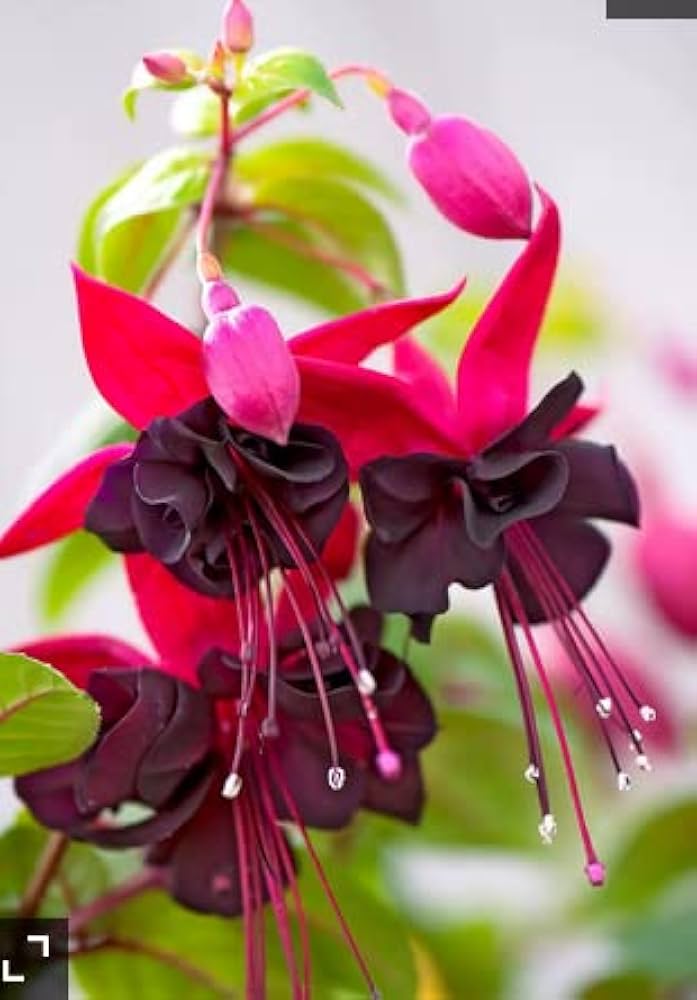 Rot fuchsia lantern fuchsia for anpflanzung in blume bed
