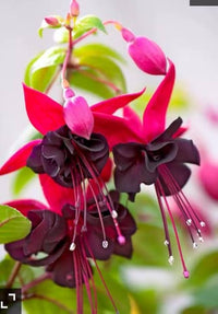 Rot fuchsia lantern fuchsia for anpflanzung in blume bed