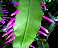 Grün Wittia Amazonica Blumensamen zur Aussaat – duftend Blüten – Traditionssorte & ohne Gentechnik Samen Hausgarten