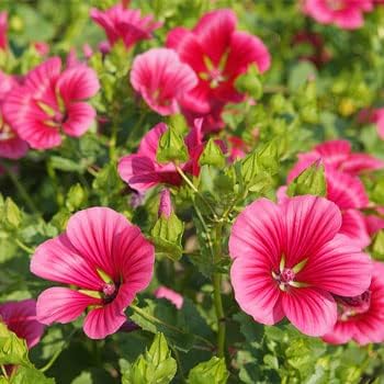 Rosa malope blume samen for anpflanzung - easy to grow, heirloom & gmo free samen for home garten
 
 sale for anpflanzung in home garten