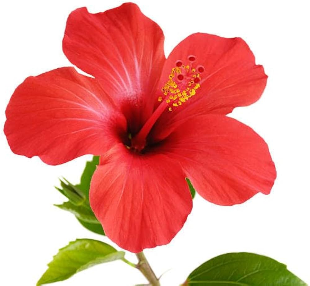 Hibiskus Samen zur Aussaat Hibiskus Rosa-Sinensis tropisch Blume Beet border