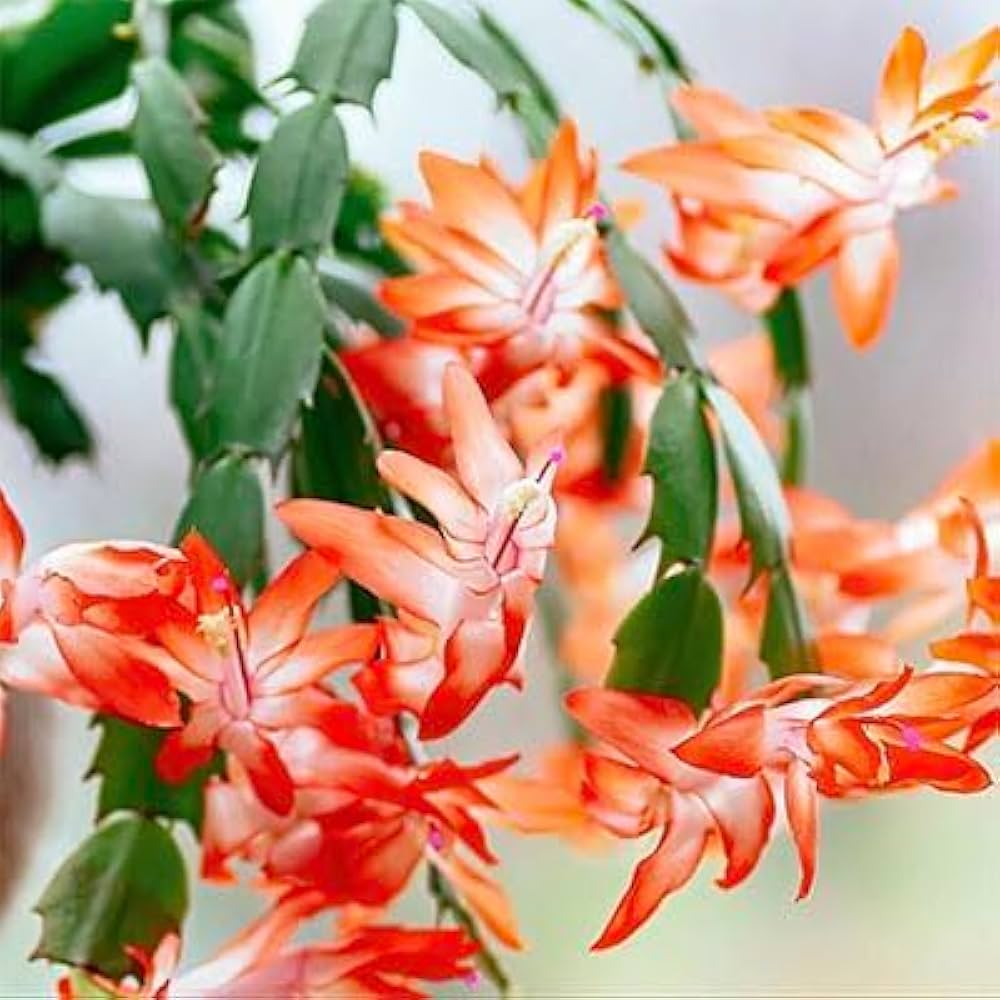 Orange Weihnachtskaktus Blume Samen zur Aussaat – für Blüten