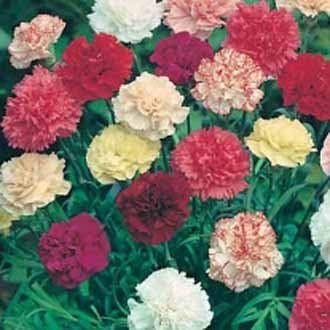 Dianthus blume samen for anpflanzung - hardy variety, heirloom & gmo free samen for home garten
 
 sale for anpflanzung in home garten.