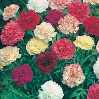 Dianthus blume samen for anpflanzung - hardy variety, heirloom & gmo free samen for home garten
 
 sale for anpflanzung in home garten.