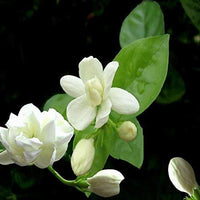 Jasmine Blumensamen zur Aussaat – pflegeleicht – Traditionssorte & ohne Gentechnik Samen Hausgarten