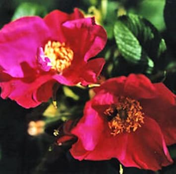 Rot rugosa rose blume samen for anpflanzung - perfect for borders, heirloom & gmo free samen for home garten
 
 sale for anpflanzung in home garten
