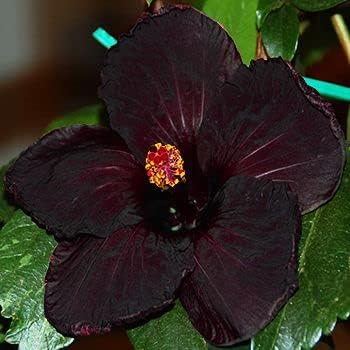 Schwarz hibiscus blume samen for anpflanzung shade tolerant heirloom & gmo free samen for home garten 
 
 sale samen for home garten anpflanzung