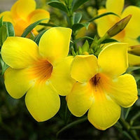 Gelb Allamanda Samen zur Aussaat ideal Adding a tropisch Touch Gärten und Grün Spaces
