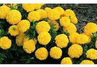 Light gelb rot dahlia blume samen for anpflanzung drought tolerant heirloom & gmo free samen for home garten
 
 sale for anpflanzung in home garten