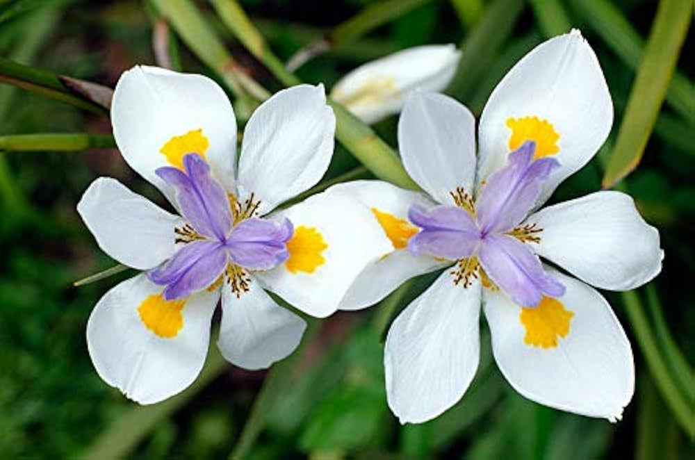 Iridioides Blumensamen zur Aussaat Bestäuber freundlich Traditionssorte & ohne Gentechnik Samen Hausgarten