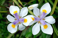 Iridioides Blumensamen zur Aussaat Bestäuber freundlich Traditionssorte & ohne Gentechnik Samen Hausgarten