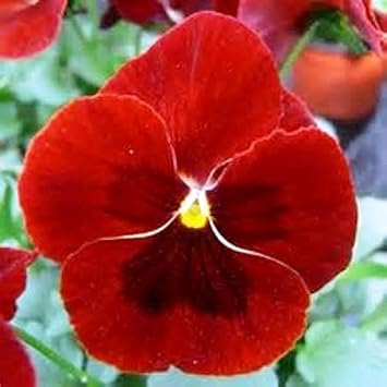 Pansy blume samen for anpflanzung - cottage garten essential, heirloom & gmo free samen for home garten
 
 sale for anpflanzung in home garten.