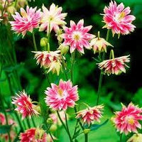 Nora barlow blume samen for anpflanzung easy to grow heirloom & gmo free samen for home garten 
 
 sale for anpflanzung in home garten