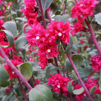 elegant Clarkia Blumensamen zur Aussaat – Wildblume Mischung – Traditionssorte & ohne Gentechnik Samen Hausgarten