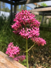 Gemischt Jupiter's Beard Blumensamen zur Aussaat – Drought verträglich – Traditionssorte & ohne Gentechnik Samen Hausgarten