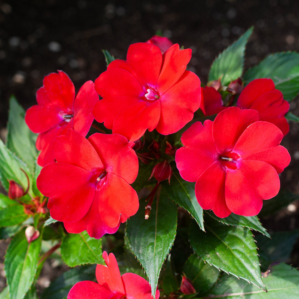Impatiens Blumensamen zur Aussaat ideal Rabatten Traditionssorte & ohne Gentechnik Samen Hausgarten
