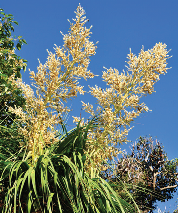 Gelb beaucarnea recurvata blume samen for anpflanzung - bright blooms, heirloom & gmo free samen for home garten
 
 sale samen for home garten