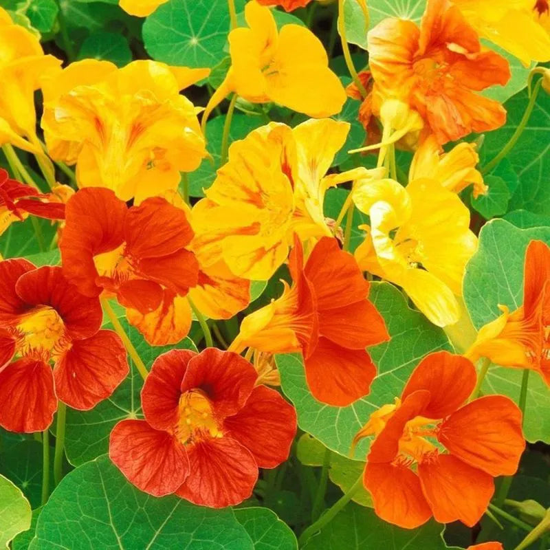 Capuchina Blumensamen zur Aussaat – ideal Rabatten – Traditionssorte & ohne Gentechnik Samen Hausgarten