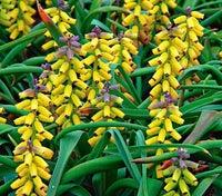 Macrocarpum Blumensamen zur Aussaat – hochwertige Qualitäts- – Traditionssorte & ohne Gentechnik Samen Hausgarten