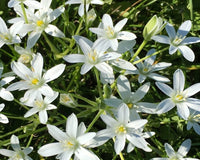 Star Bethlehem Blumensamen zur Aussaat leuchtend Traditionssorte & ohne Gentechnik Samen Hausgarten