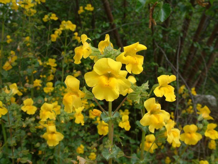 Mimulus Luteus Blumensamen zur Aussaat – Drought verträglich – Traditionssorte & ohne Gentechnik Samen Hausgarten