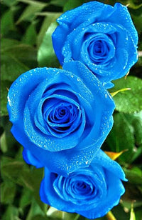 hell Blau Osiria Rose Samen zur Aussaat – einzigartig Blume Sorte
