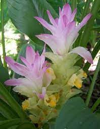 Curcuma rosa blume samen for anpflanzung - elevate your garten