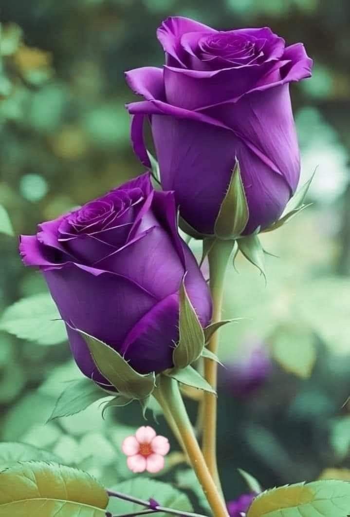 Rose Lila Schwarz Samen zur Aussaat: hochwertige Qualitäts- Blumensamen Blüten